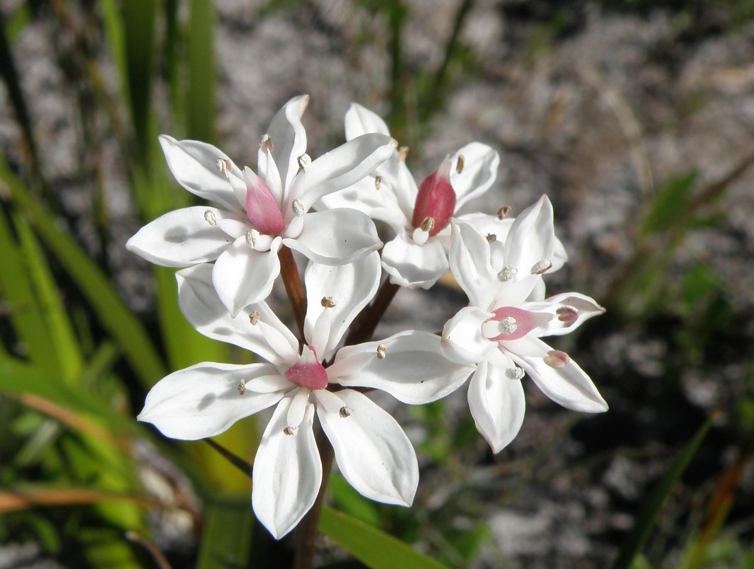 Greenlink Sandbelt Indigenous Nursery