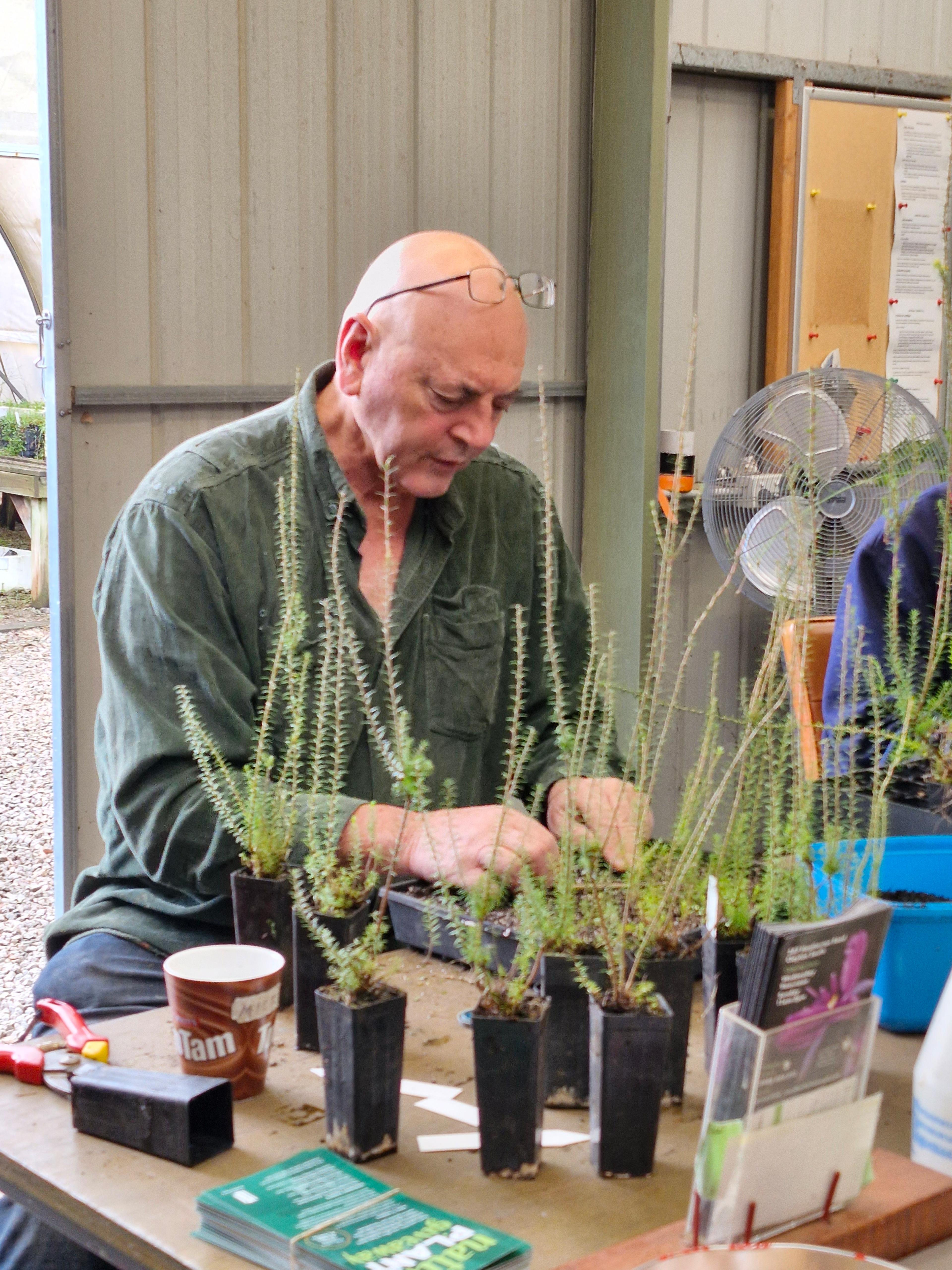 A volunteer taking cuttings of Common Heath.