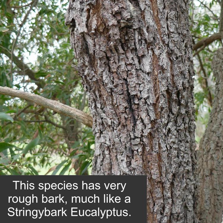 Acacia melanoxylon (Blackwood) at Greenlink Sandbelt Indigenous Nursery