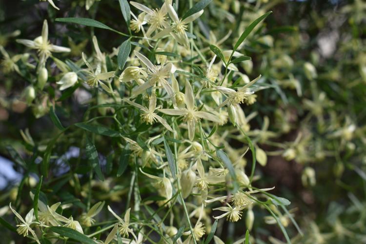 Clematis microphylla (Small-leafed Clematis) at Greenlink Sandbelt Indigenous Nursery