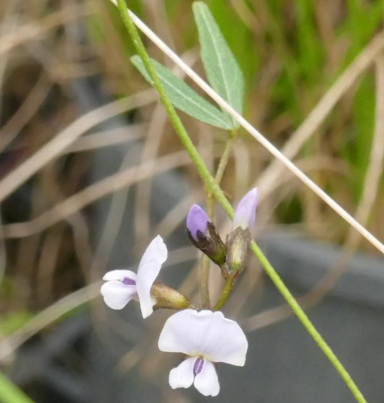 Glycine clandestina (Twining Glycine) at Greenlink Sandbelt Indigenous Nursery