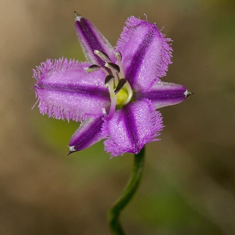 Thysanotus patersonii (Twining Fringe-lily) at Greenlink Sandbelt Indigenous Nursery