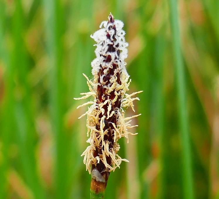 Eleocharis acuta (Common Spike-sedge) at Greenlink Sandbelt Indigenous Nursery