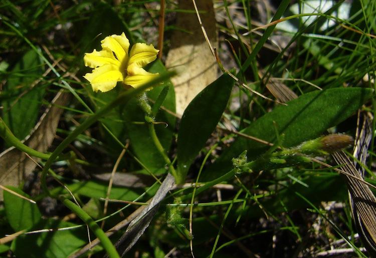 Goodenia humilis (Swamp Goodenia) at Greenlink Sandbelt Indigenous Nursery