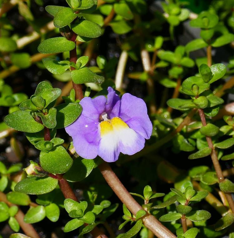 Thyridia repens (Creeping Monkey-flower) at Greenlink Sandbelt Indigenous Nursery