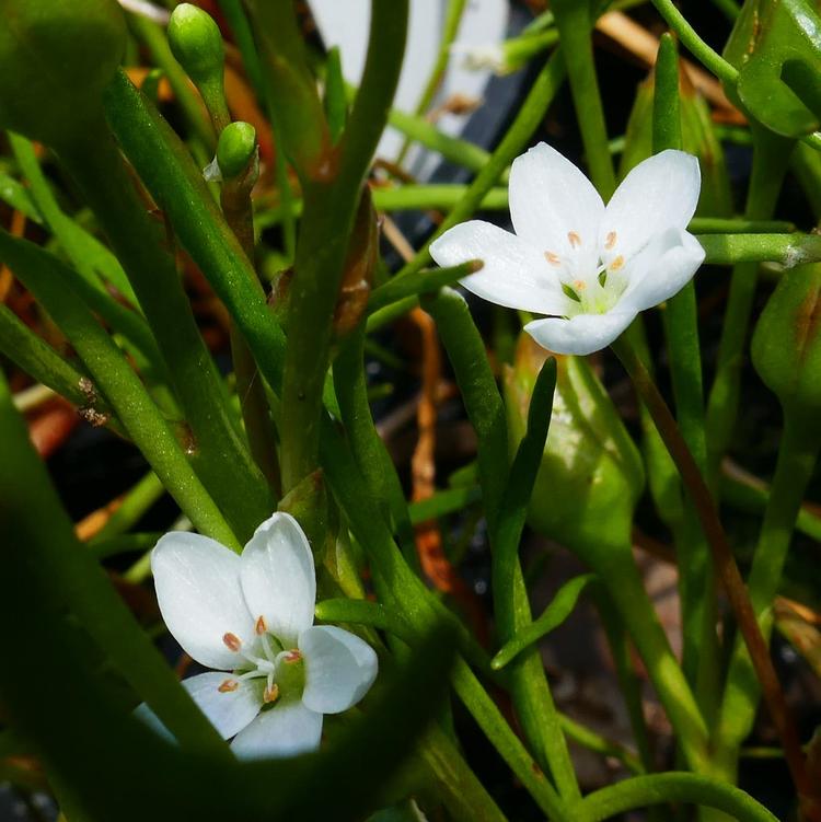 Montia australasica (White Purslane) at Greenlink Sandbelt Indigenous Nursery