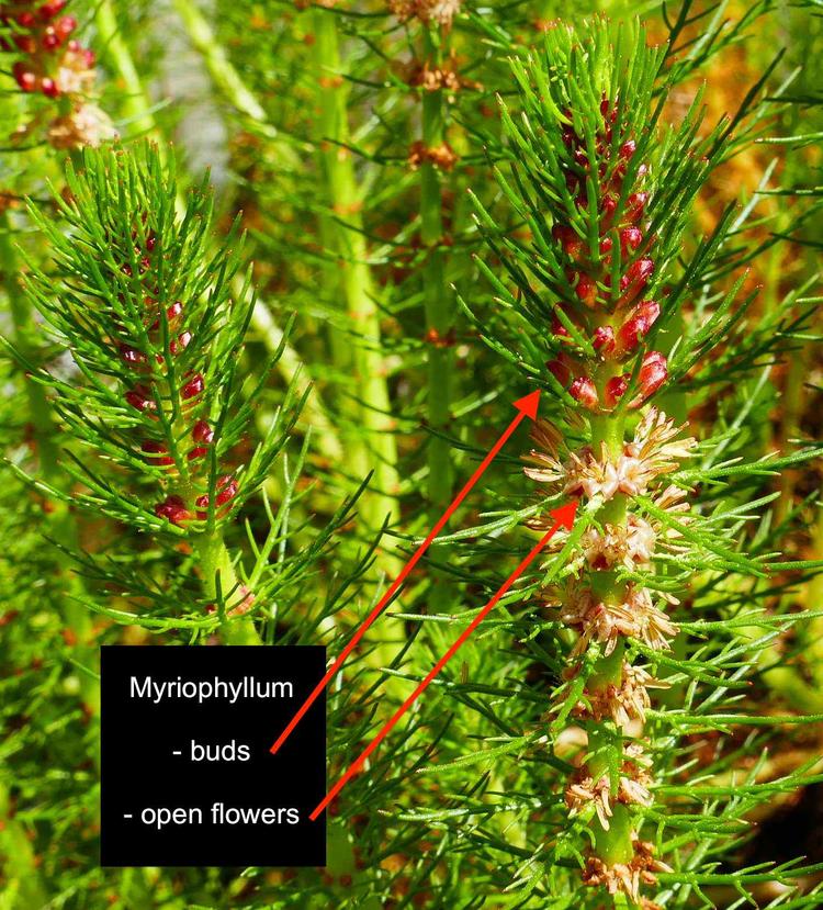 Myriophyllum crispatum (Water millfoil) at Greenlink Sandbelt Indigenous Nursery
