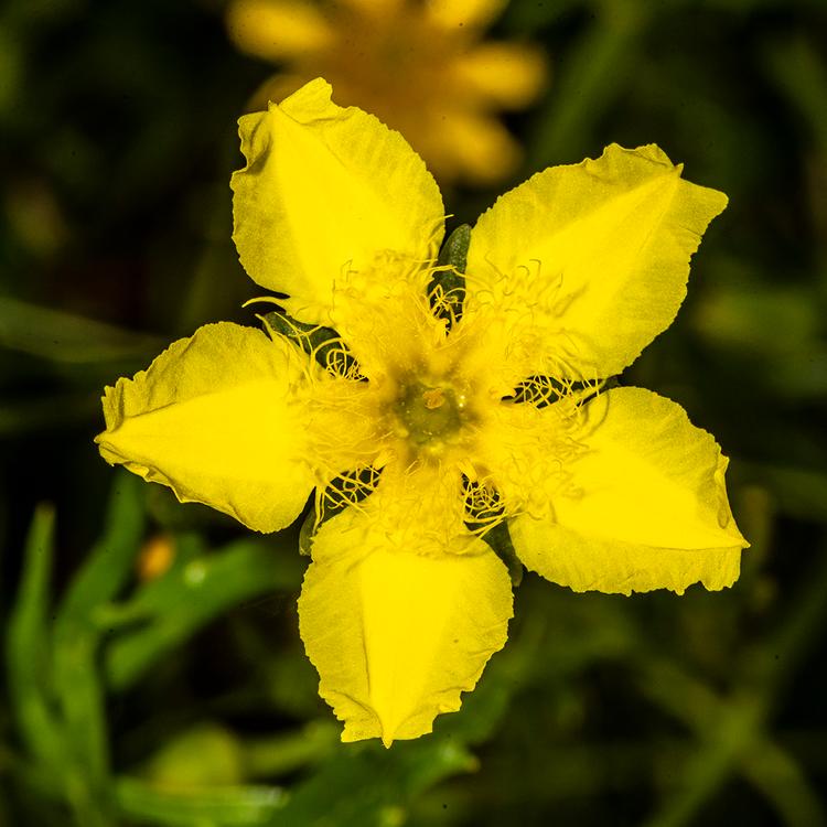 Ornduffia reniformis (Running Marsh-flower) at Greenlink Sandbelt Indigenous Nursery