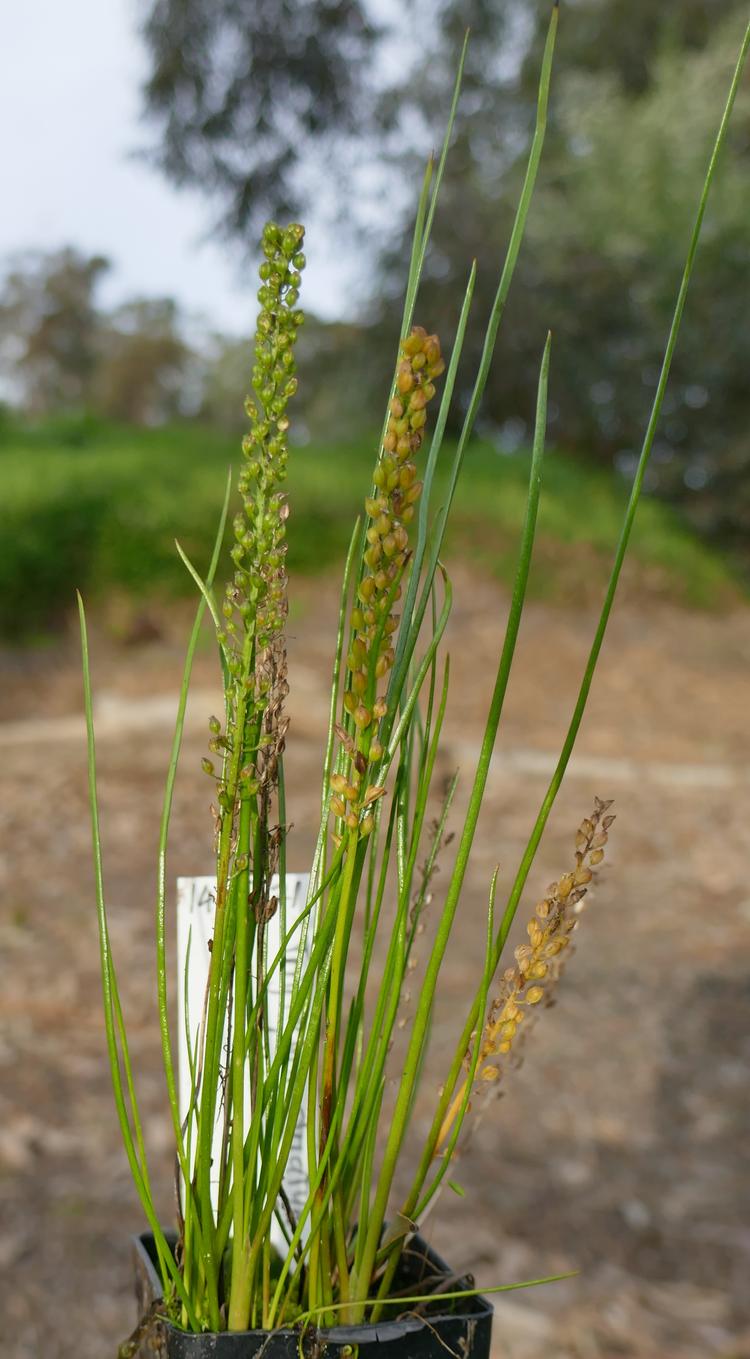 Triglochin striatum (Water-ribbon) at Greenlink Sandbelt Indigenous Nursery