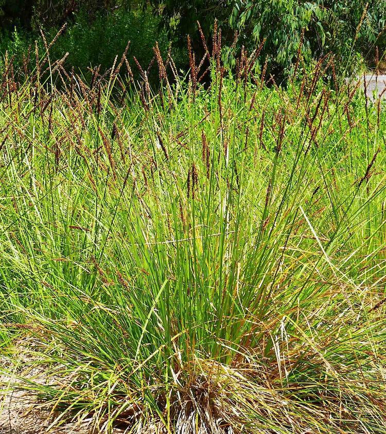 Carex appressa (Tall Sedge) at Greenlink Sandbelt Indigenous Nursery