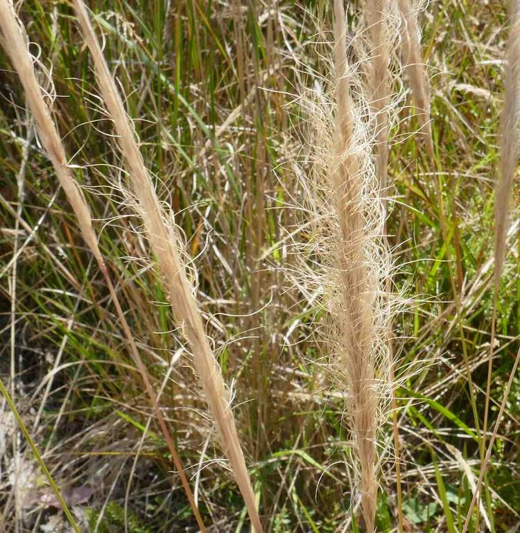 Dichelachne crinita (Long-hair Plume-grass) at Greenlink Sandbelt Indigenous Nursery
