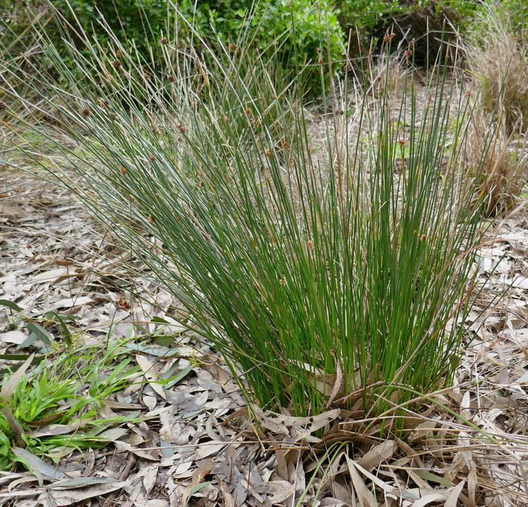 Ficinia nodosa (Knobby Club-rush) at Greenlink Sandbelt Indigenous Nursery