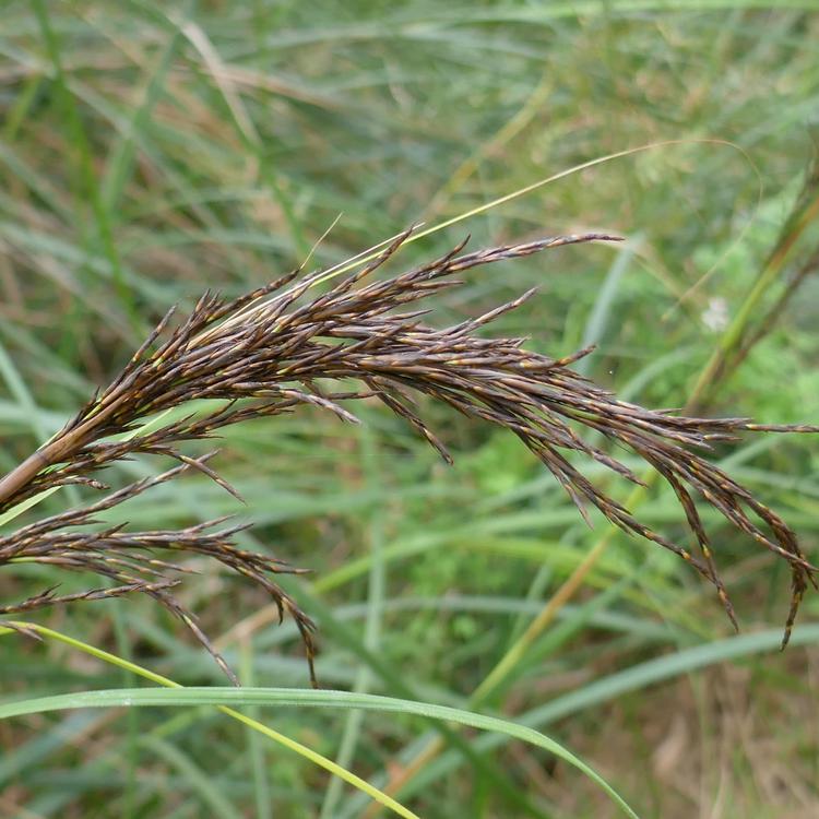 Gahnia sieberiana (Red-fruited Saw Sedge) at Greenlink Sandbelt Indigenous Nursery