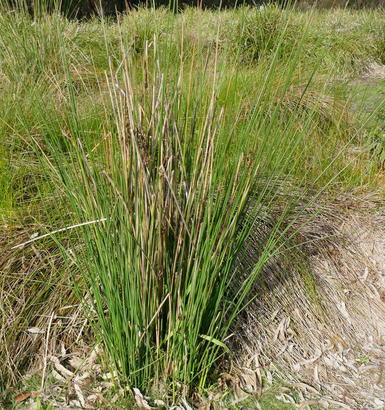 Juncus pallidus (Pale Rush) at Greenlink Sandbelt Indigenous Nursery