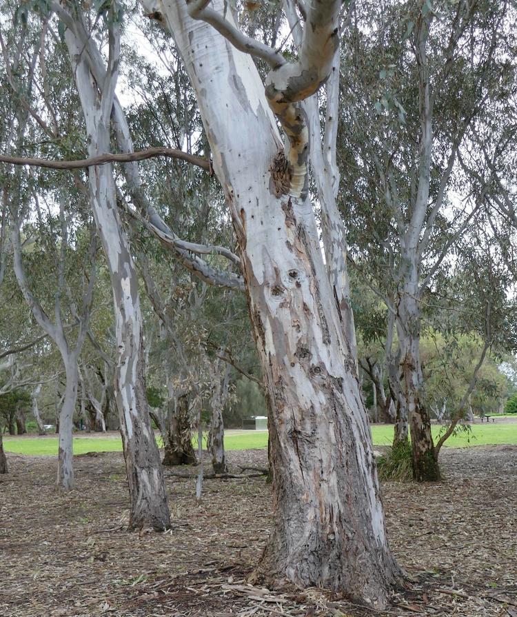 Eucalyptus camaldulensis (River Red Gum) at Greenlink Sandbelt Indigenous Nursery