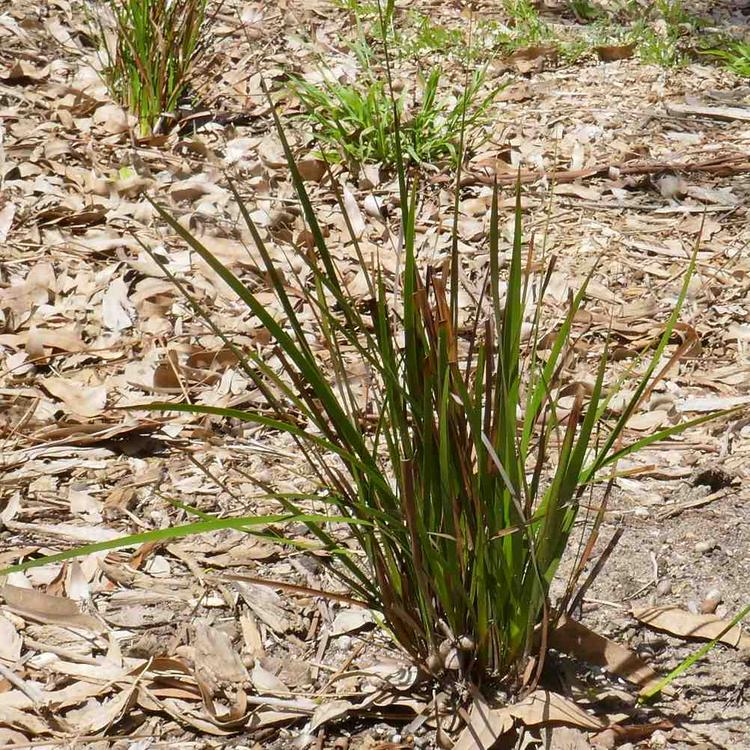 Lepidosperma concavum (Sand-hill Sword-sedge) at Greenlink Sandbelt Indigenous Nursery