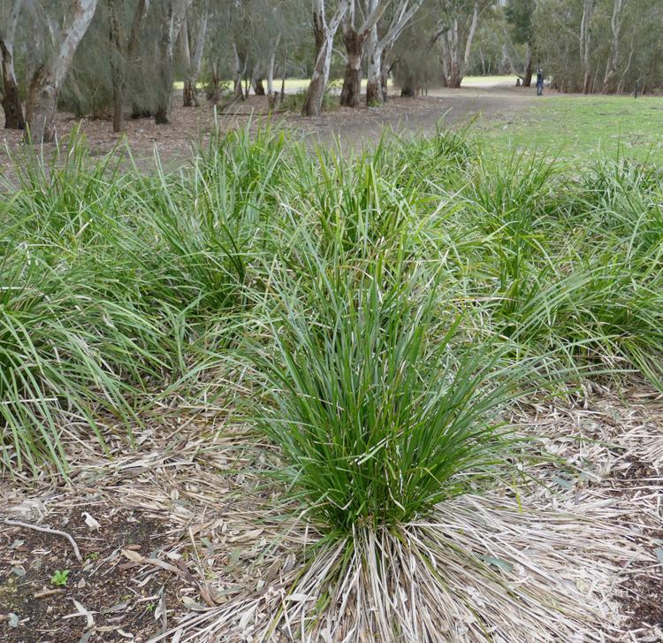 Lomandra longifolia (Spiny-headed Mat-rush) at Greenlink Sandbelt Indigenous Nursery