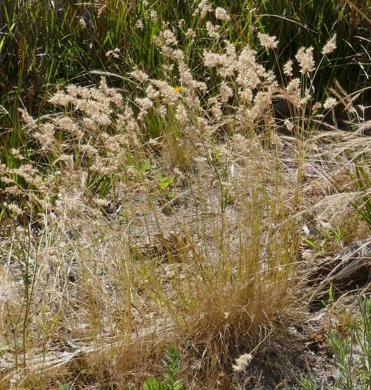 Rytidosperma geniculatum (Kneed Wallaby Grass) at Greenlink Sandbelt Indigenous Nursery