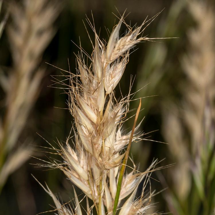 Rytidosperma laeve (Wallaby Grass) at Greenlink Sandbelt Indigenous Nursery