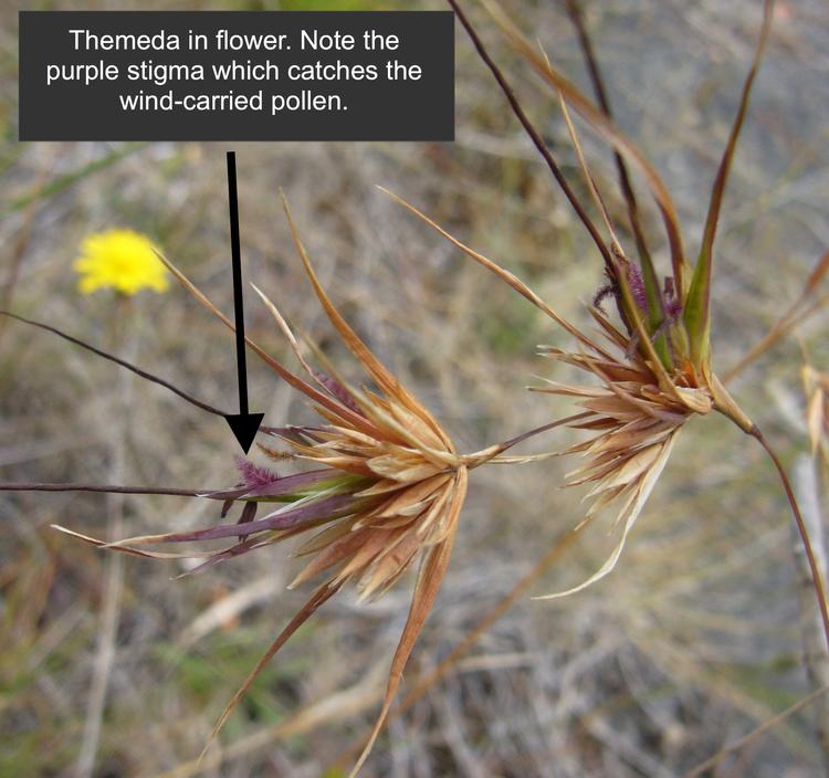 Themeda triandra (Kangaroo Grass) at Greenlink Sandbelt Indigenous Nursery