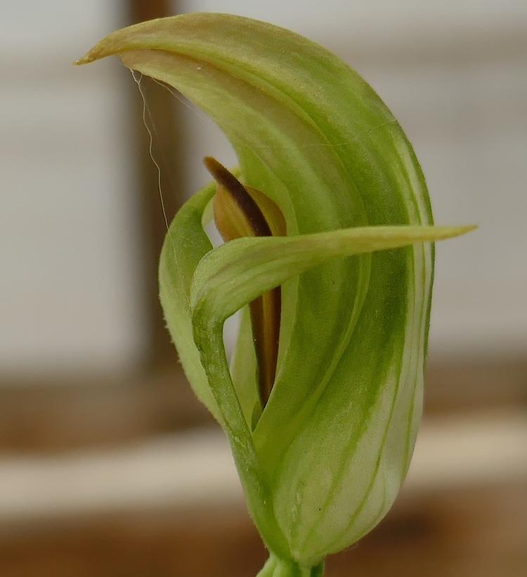 Pterostylis curta (Blunt Greenhood) at Greenlink Sandbelt Indigenous Nursery