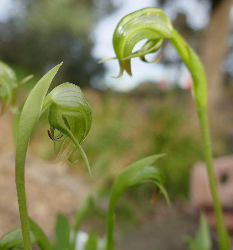 Pterostylis nutans (Nodding Greenhood) at Greenlink Sandbelt Indigenous Nursery