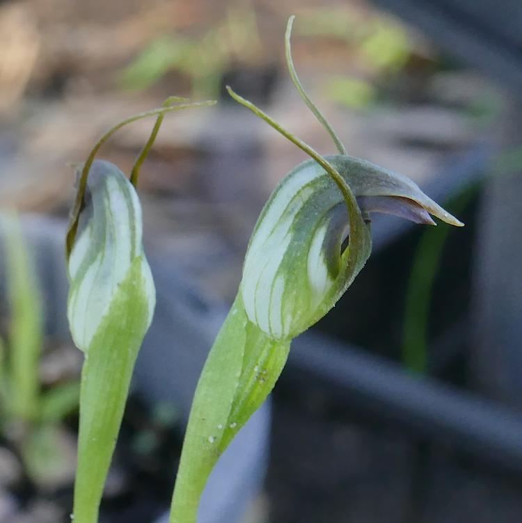 Pterostylis pedunculata (Maroon Hood) at Greenlink Sandbelt Indigenous Nursery