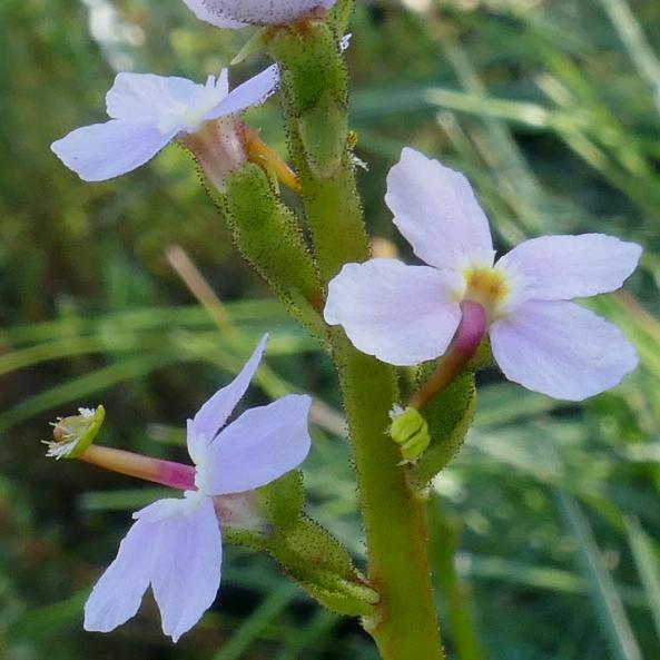 Stylidium graminifolium (Grass-leaf Trigger-plant) at Greenlink Sandbelt Indigenous Nursery