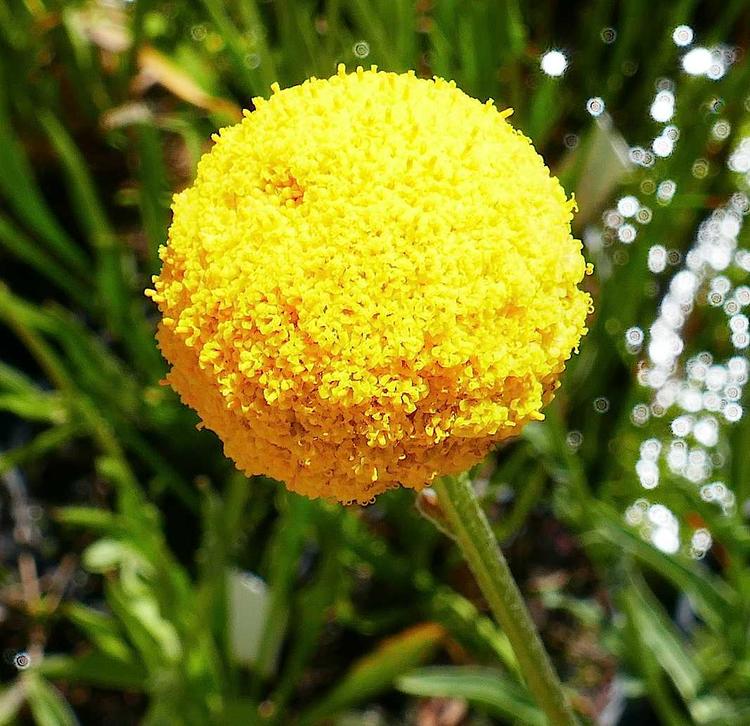 Craspedia canens (Grey Billy-buttons) at Greenlink Sandbelt Indigenous Nursery