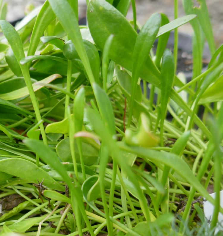 Goodenia radicans (Shiny Swamp-mat) at Greenlink Sandbelt Indigenous Nursery