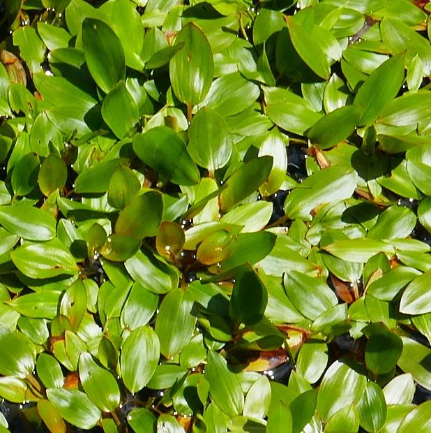 Potamogeton cheesemanii (Floating Pondweed) at Greenlink Sandbelt Indigenous Nursery