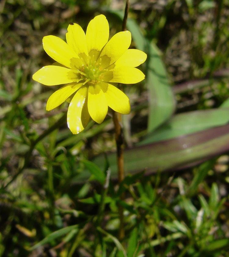 Ranunculus glabrifolius (Shining Buttercup) at Greenlink Sandbelt Indigenous Nursery