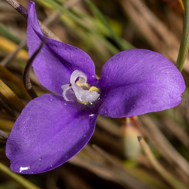 Patersonia fragilis (Short Purple-flag) at Greenlink Sandbelt Indigenous Nursery