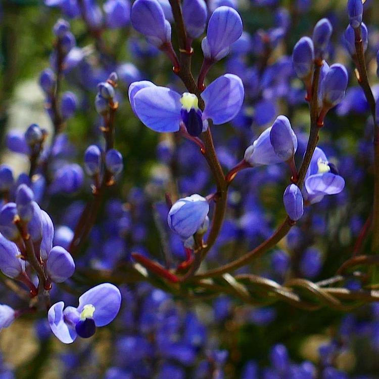 Comesperma volubile (Love-creeper) at Greenlink Sandbelt Indigenous Nursery