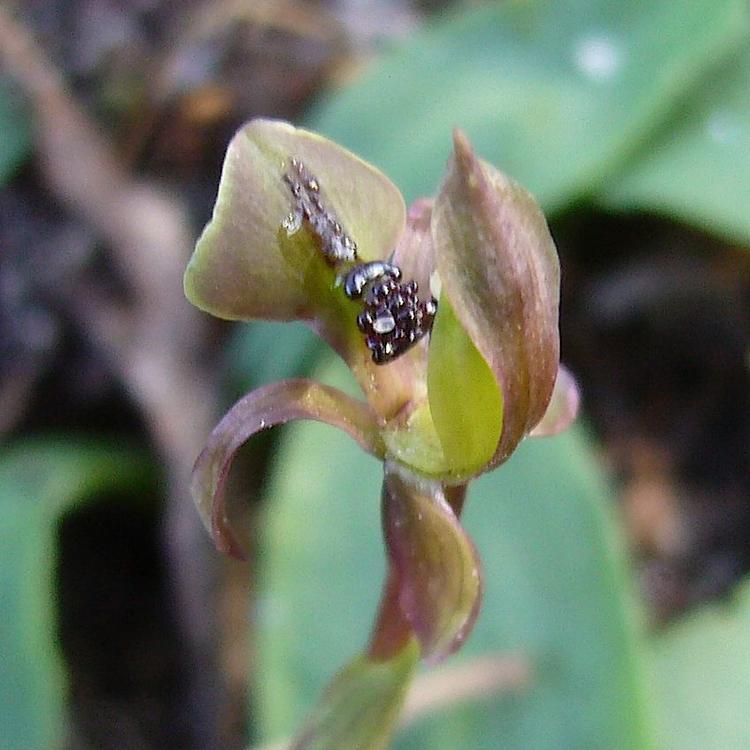 Chiloglottis trapeziformis (Broad-tongued Bird Orchid) at Greenlink Sandbelt Indigenous Nursery