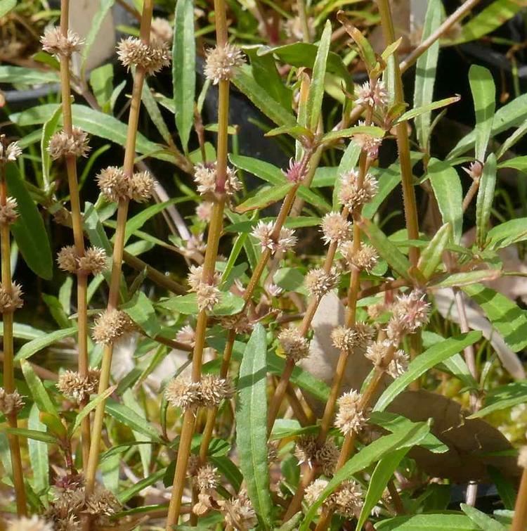Alternanthera denticulata (Lesser Joyweed) at Greenlink Sandbelt Indigenous Nursery