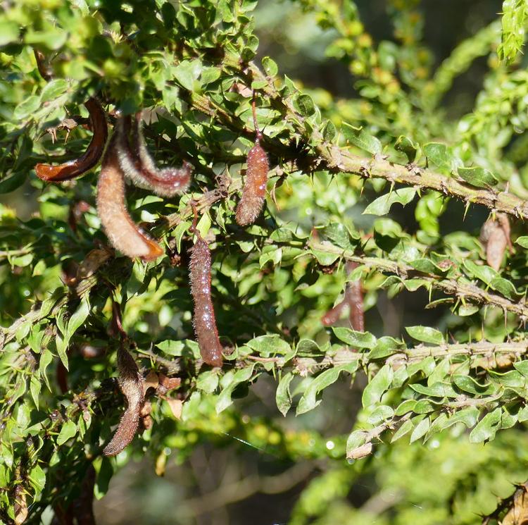 acacia paradoxa (hedge wattle) at Greenlink Sandbelt Indigenous Nursery