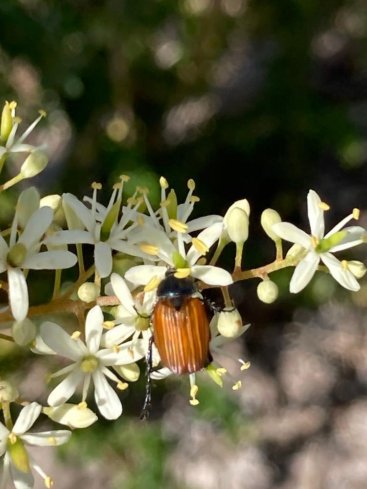 Bursaria spinosa (Sweet Bursaria) at Greenlink Sandbelt Indigenous Nursery