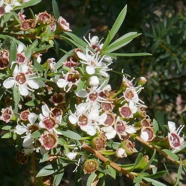 Kunzea leptospermoides (Burgan) at Greenlink Sandbelt Indigenous Nursery