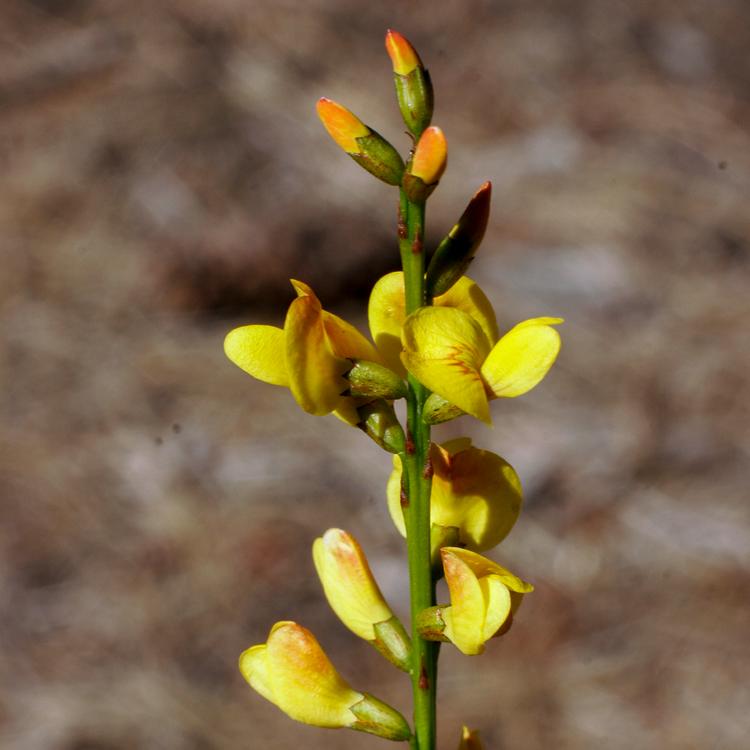 Viminaria juncea (Golden Spray) at Greenlink Sandbelt Indigenous Nursery