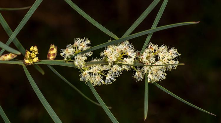 Acacia suaveolens (Sweet Wattle) at Greenlink Sandbelt Indigenous Nursery