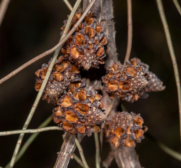 Allocasuarina paradoxa (Dwarf Sheoak) at Greenlink Sandbelt Indigenous Nursery