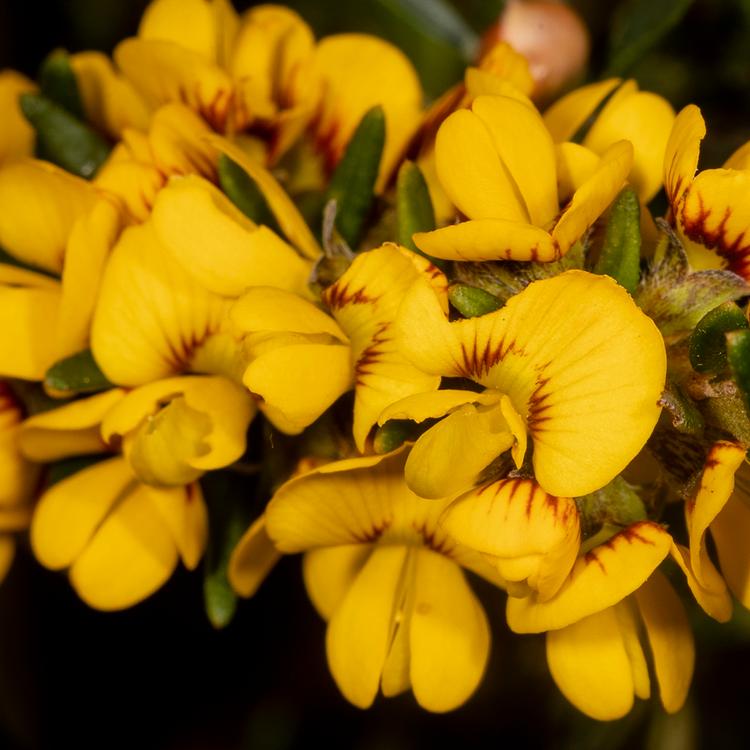 Aotus ericoides (Common Aotus) at Greenlink Sandbelt Indigenous Nursery