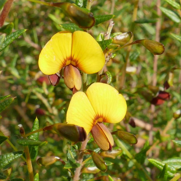 Bossiaea cinerea (Showy Bossiaea) at Greenlink Sandbelt Indigenous Nursery