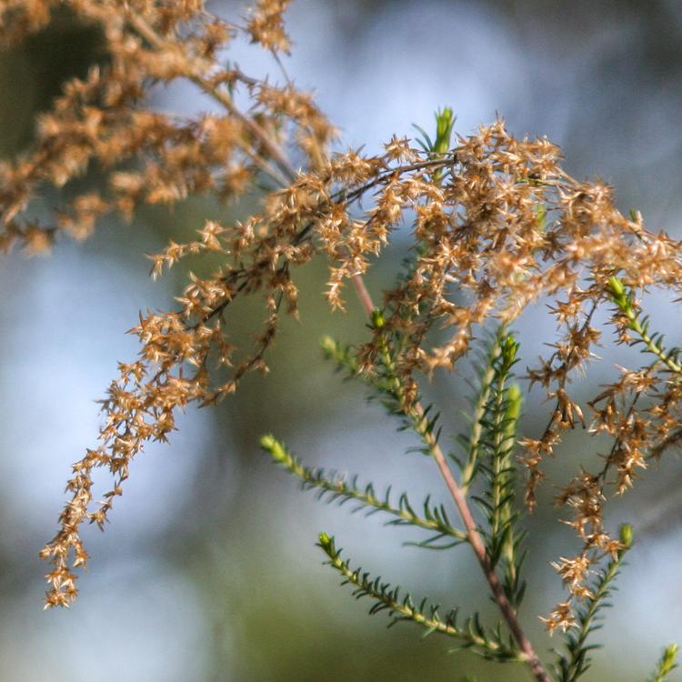 Cassinia arcuata (Drooping Cassinia) at Greenlink Sandbelt Indigenous Nursery