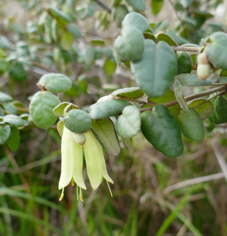 Correa reflexa (Native Fuschia) at Greenlink Sandbelt Indigenous Nursery