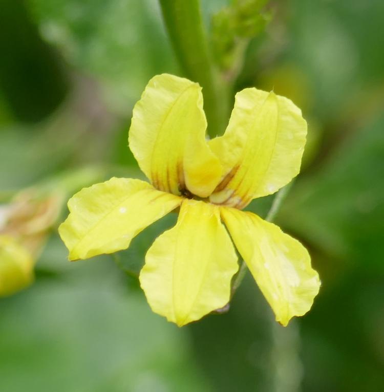 Goodenia ovata (Hop Goodenia) at Greenlink Sandbelt Indigenous Nursery