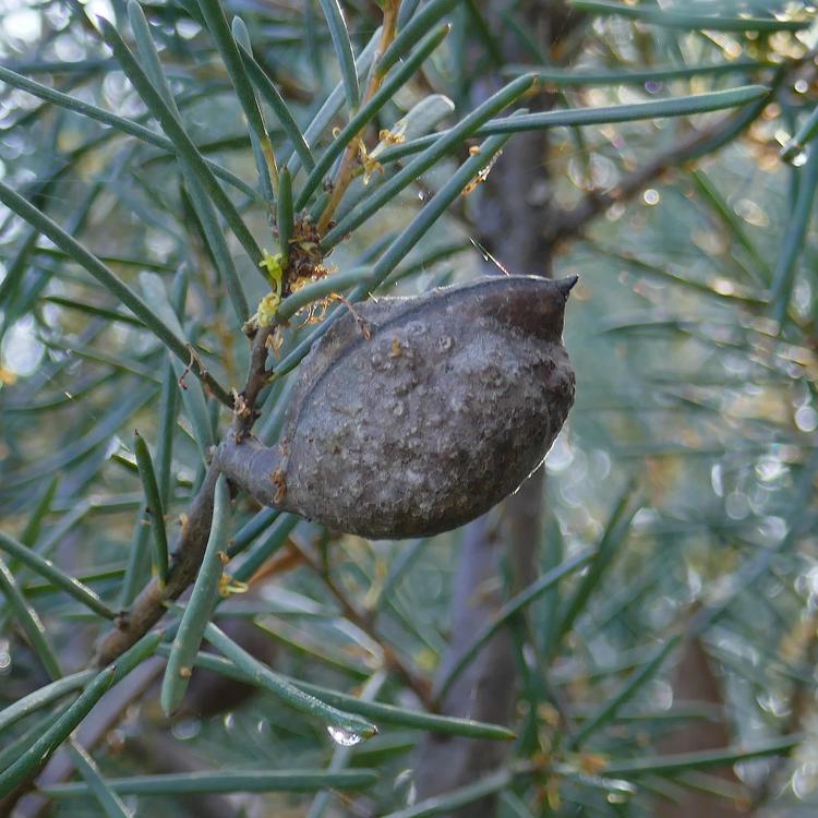 Hakea nodosa (Yellow Hakea) at Greenlink Sandbelt Indigenous Nursery