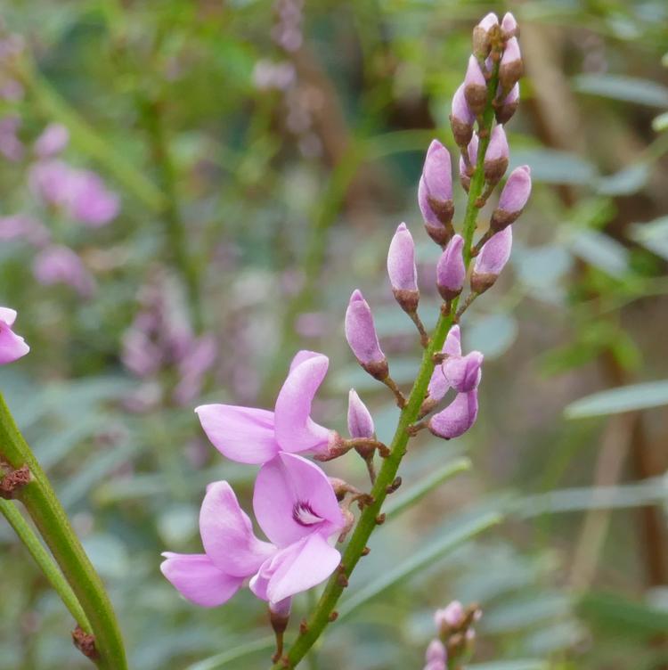 Indigofera australis (Austral Indigo) at Greenlink Sandbelt Indigenous Nursery