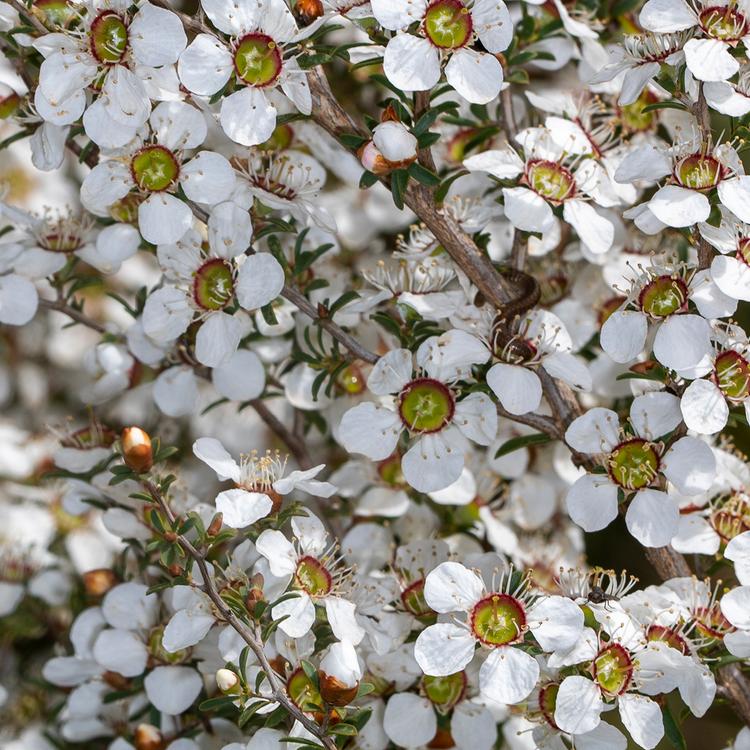 Leptospermum continentale (Prickly Tea Tree) at Greenlink Sandbelt Indigenous Nursery